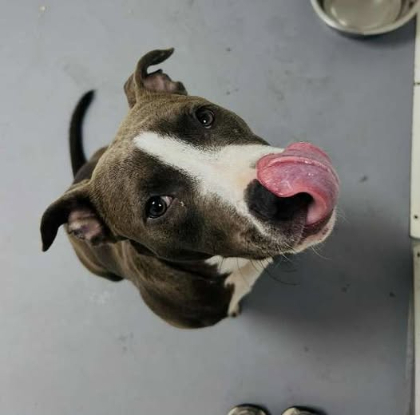 Adopter Bobby