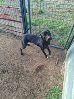 Adopter  chien : Ritchy