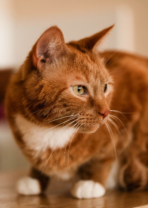 Adopter Bouchon