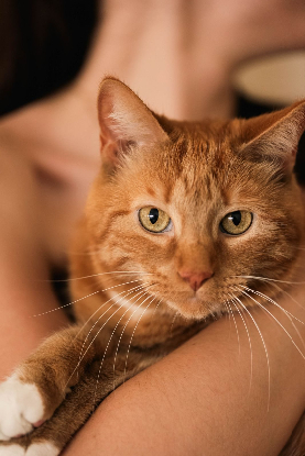 Adoption Bouchon
