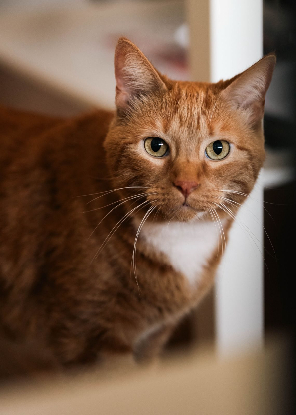 Adoption Bouchon