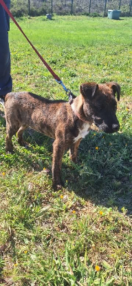 Adopter Max