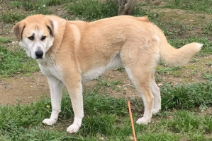 Adopter  chien : Chaussette