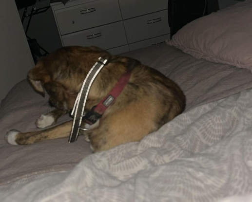 Adopter Ulysse