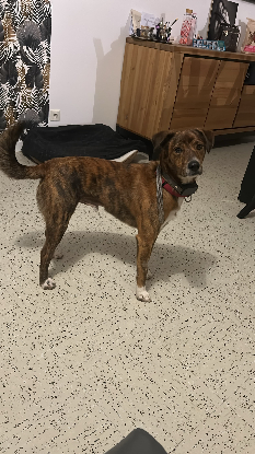 Adopter Ulysse