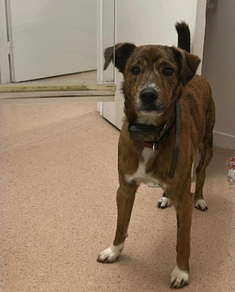 Adopter Ulysse