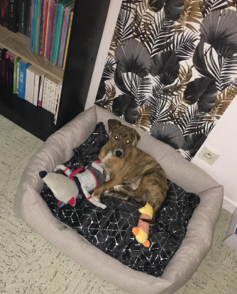 Adoption Ulysse