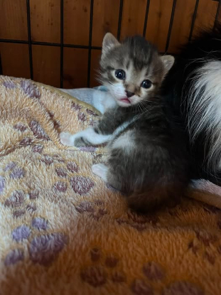 Adopter Bob