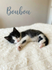 Boubou