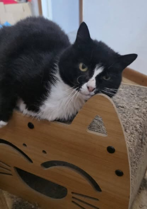 Adopter Cleo