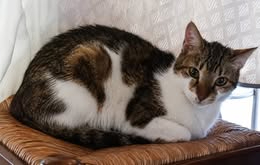 Adopter Cooper