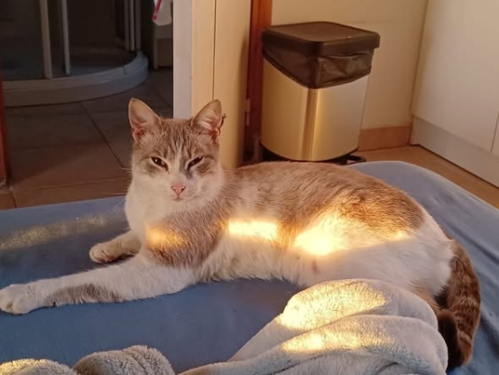 Adopter Frayol
