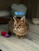 Adopter Hestia