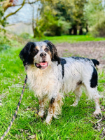 Adopter  chien : Scott