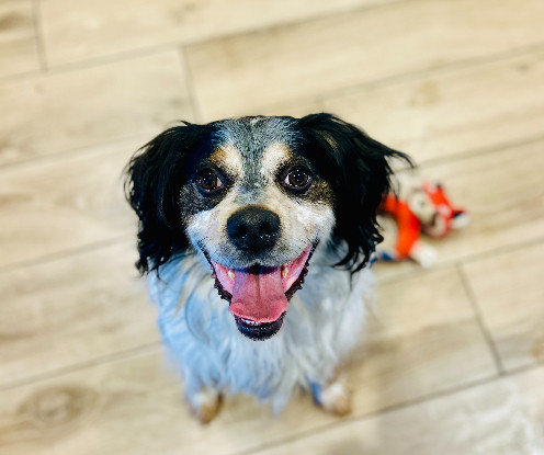 Adopter Scott