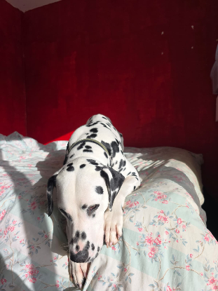 Adopter Jazz