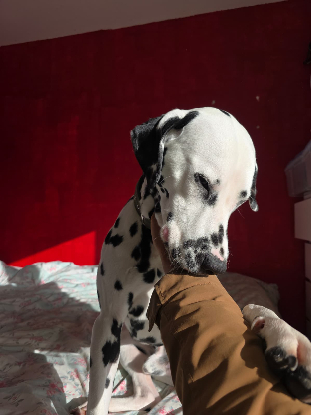 Adopter Jazz