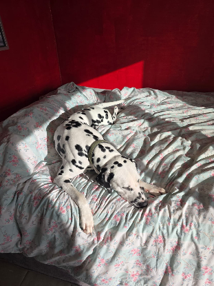 Adopter Jazz