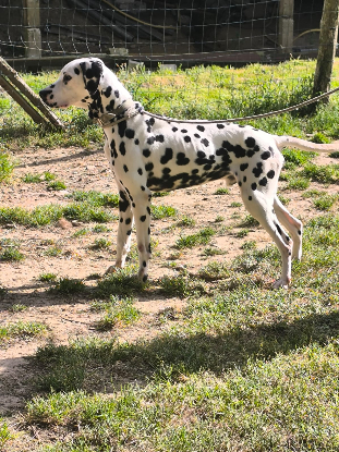 Adoption Jazz