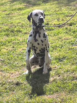 Adoption Jazz