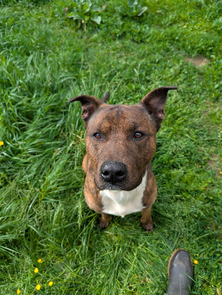 Adoption Tiako