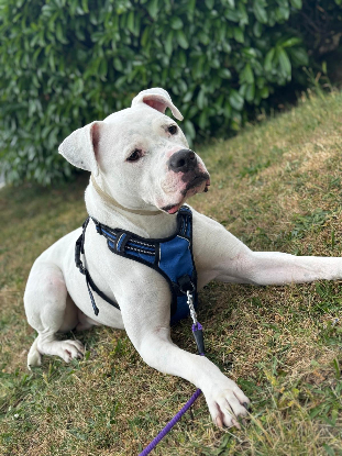 Adopter Masta