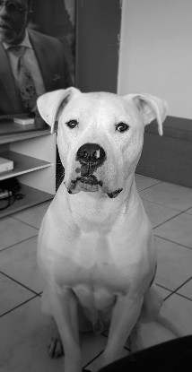 Adopter Masta