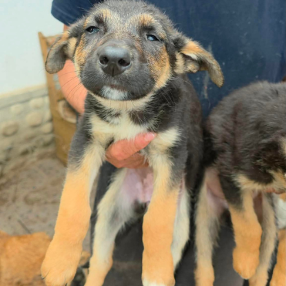 Adopter Zina