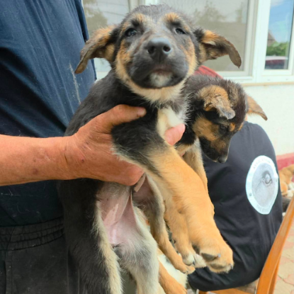 Adopter Zina