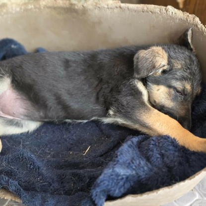Adoption Zina