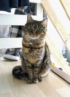 Adopter  chat : Nakama