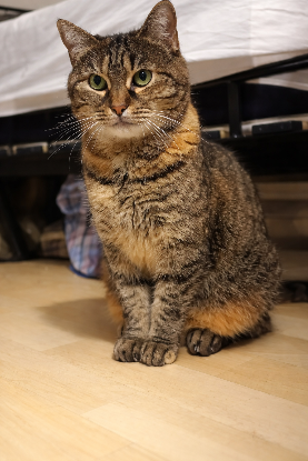 Adopter Nakama