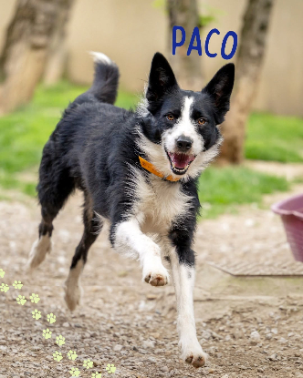Adopter Paco