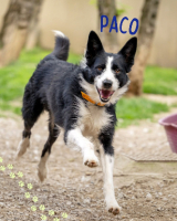 Adopter  chien : Paco