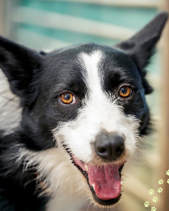 Adopter Paco