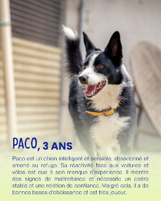 Adopter Paco
