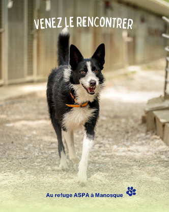 Adoption Paco