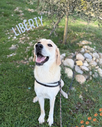 Adopter Liberty