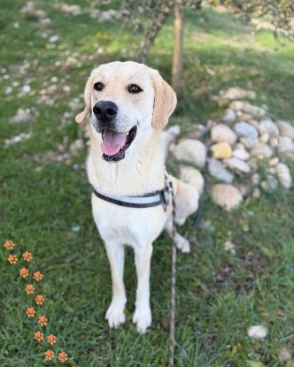 Adopter Liberty