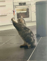 Adopter  chat : Wizzy