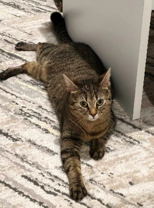 Adopter Donna