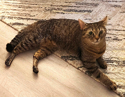 Adopter Donna