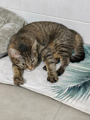Adoption Donna