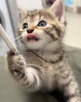 Adopter  chat : Sophie