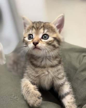 Adopter Sophie