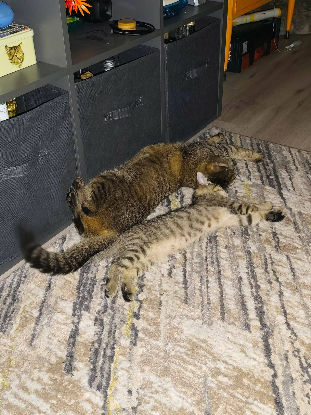 Adopter Sophie