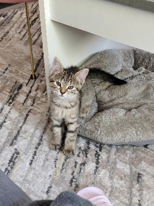 Adoption Sophie