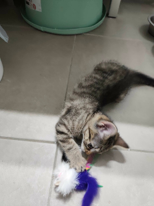 Adoption Sophie