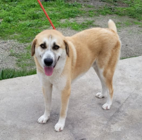 Adopter  chien : Chaussette