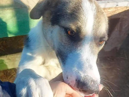Adopter  chien : Nicky